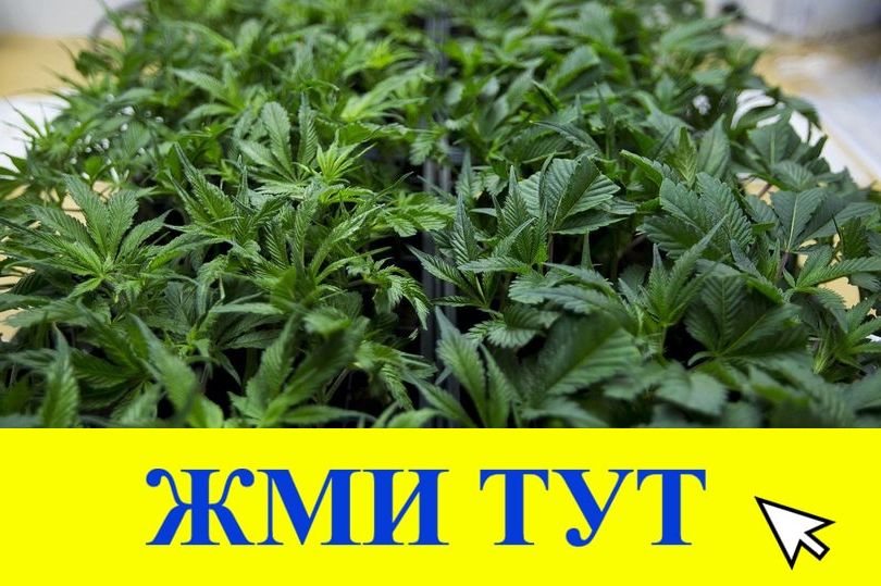 Купить наркотики в Моздоке